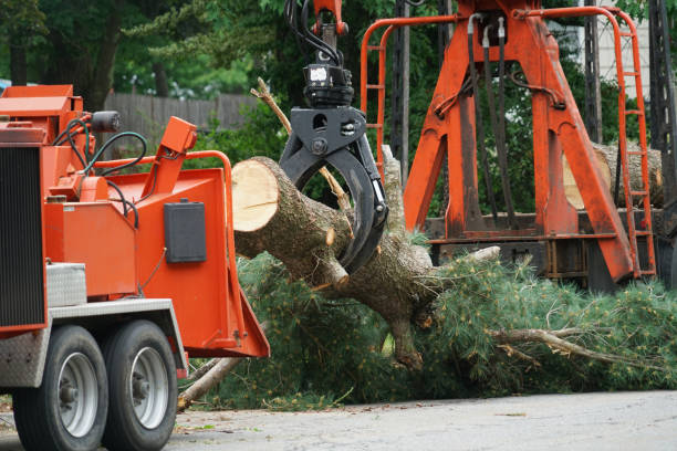 Best Affordable Tree Service  in Cologne, NJ